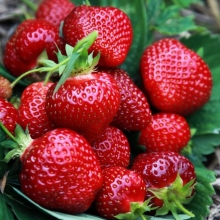 Земляника Фреска F1