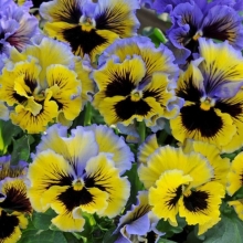 Виола Фриззл Сиззл F1 Жёлто-голубая