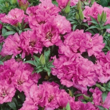 Годеция Каттлея