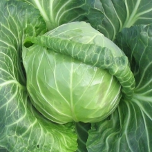 Капуста Етма F1