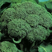 Капуста Белстар F1