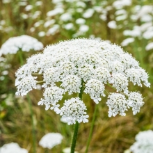 Амми Белый зонтик