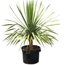 Драцена Драконовая  (большой пакет)