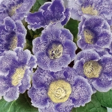 Глоксиния Адмирал