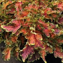 Колеус Расписные кружева Аллы