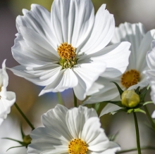 Космея Афродита