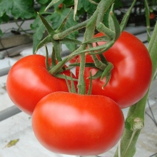 Томат Ля-ля-фа F1