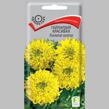 Гайлардия Лоллипап золотая (красивая)