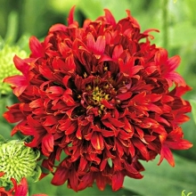 Гайлардия Лоллипап Красная (красивая)