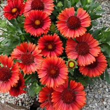 Гайлардия Сердолик