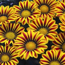 Газания (гацания) Биг кисс F1 огненно-желтая