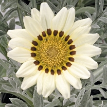 Газания Талент Уайт (гацания)