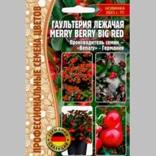 Гаультерия Merry Berry Big Red (большой пакет)