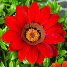 Газания (гацания) Нью Дей красная F1