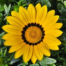 Газания (гацания) Нью Дей желтая F1