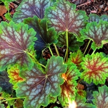 Гейхера Чудесный мрамор американская