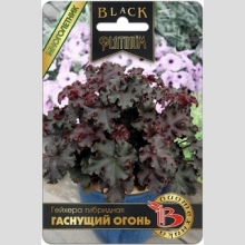 Гейхера Гаснущий Огонь (гибридная)