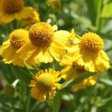 Гелениум Фаэтон (Хупа)