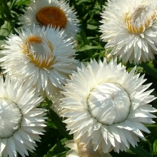 Гелихризум Албум