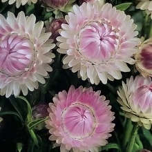 Гелихризум Серебряная роза