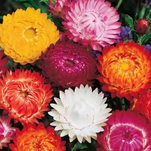 Гелихризум Великолепный смесь