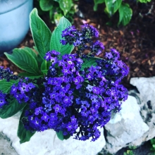 Гелиотроп Морской