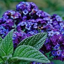 Гелиотроп Морской Бриз