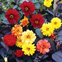 Георгина Блади Мари темнолистная