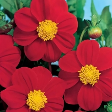 Георгина Мигнон Ред