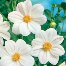 Георгина Мигнон Уайт