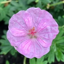 Герань Vision Pink Apex садовая (большой пакет)