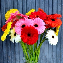 Гербера Комнатные гиганты