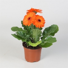 Гербера Мега Революшн F1 Оранж Даркт Ай