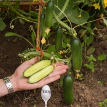 Огурец Герольд F1