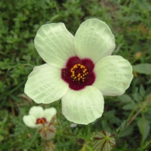 Гибискус Одинокая гармонь (тройчатый)