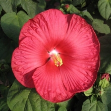 Гибискус Красный травянистый (большой пакет)