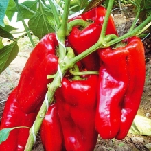 Перец Гиганто Росса F1