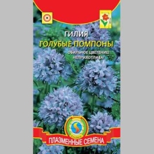 Гилия Голубые помпоны