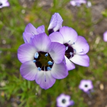 Гилия Орфей (трехцветная)