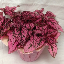 Гипоэстес Splash Select Rose (большой пакет)