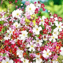 Гипсофила Брызги шампанского (Эконом)