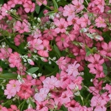 Гипсофила Роза изящная