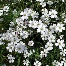 Гипсофила Белая ползучая