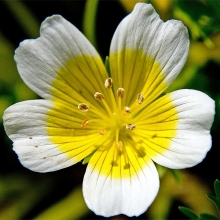 Лимнантес Глазго