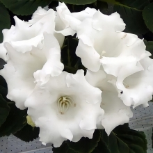 Глоксиния Аванти белая F1