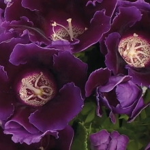 Глоксиния Аванти синяя F1