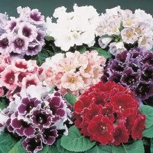 Глоксиния Импресс Формула микс