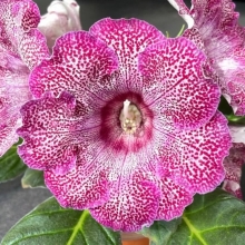 Глоксиния Роза адмирала F1 прекрасная