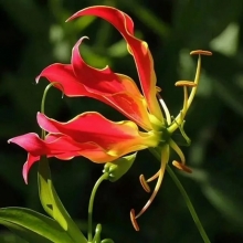 Глориоза Великолепная (Зеленый дом)