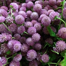 Гомфрена Лавандовая леди